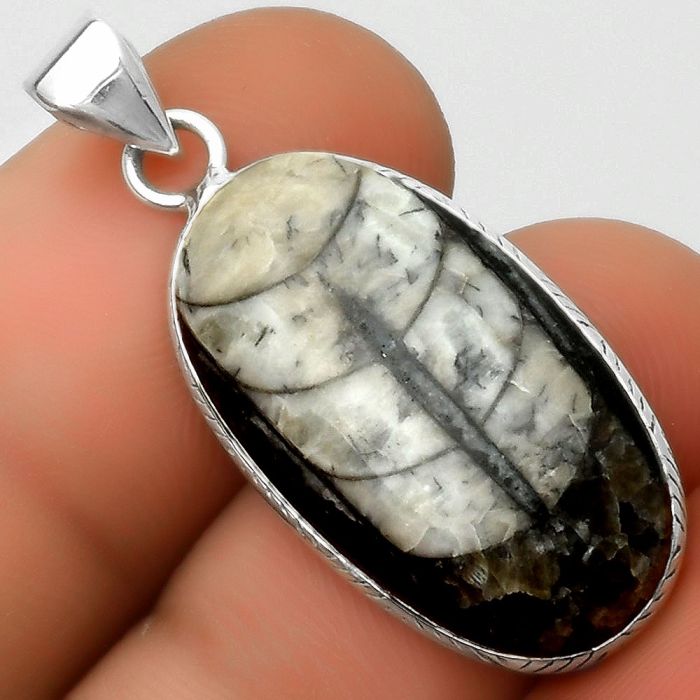 Natural Fossil Orthoceras - Morocco Pendant SDP112658 P-1053, 14x26 mm